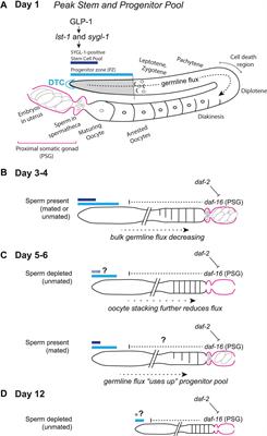 Germline Stem and Progenitor Cell Aging in C. elegans